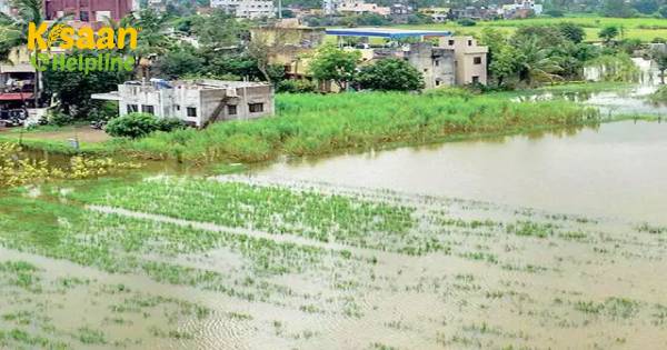वर्षा पूर्व फसल आंध्र प्रदेश, तेलंगाना में चावल के उत्पादन को प्रभावित करने की संभावना